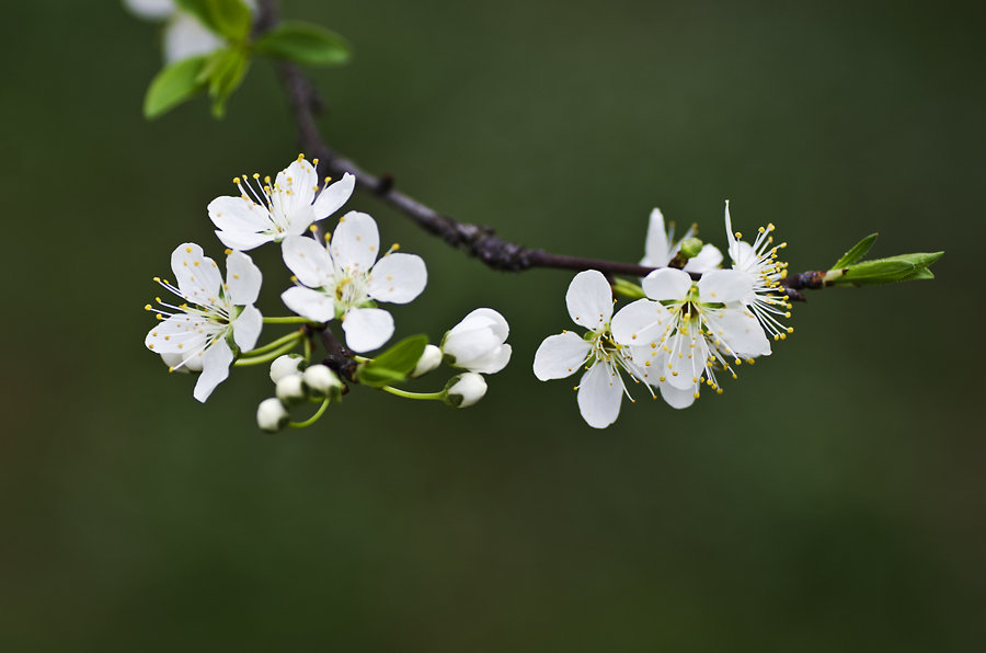 【相约李花乡】淡白李花,盈落了谁的情怀(可a餐)