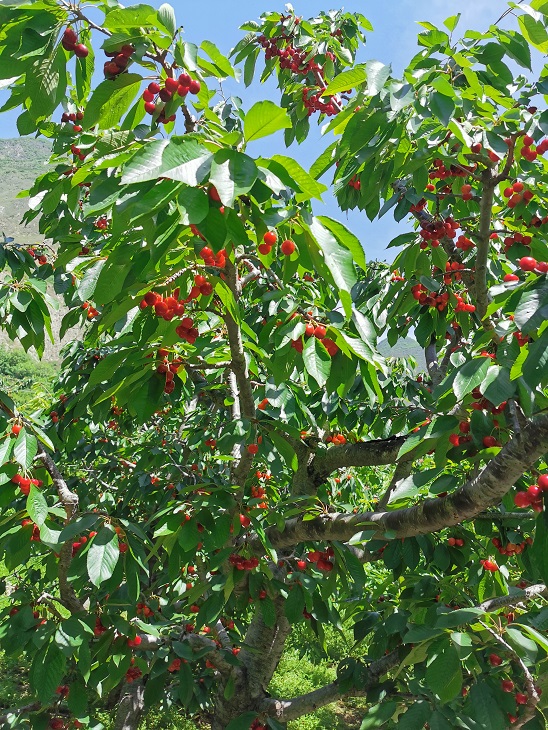 【幸福牟托】游羌寨美景 摘甜美车厘子,美景美食让你一次过瘾!