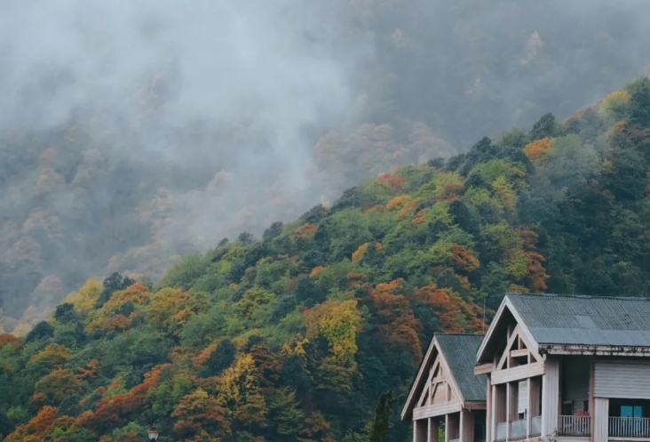 【西岭雪山含门票 交通索道】登成都之巅赏彩林,览西岭云海奇观