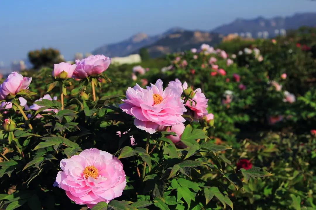 【丹景山牡丹】牡丹在蜀,丹景第一,花开时春光灿烂,丹景山牡丹节