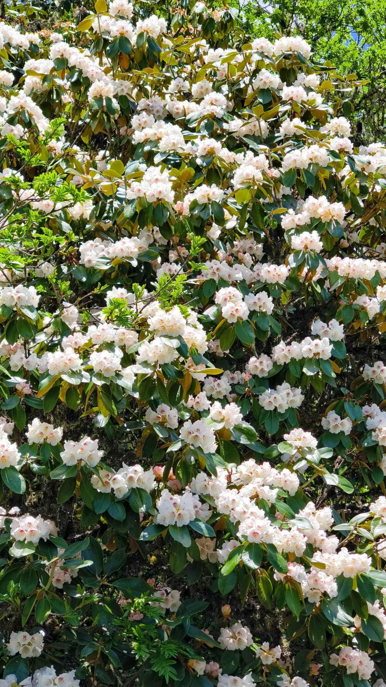 1750039803477475.jpg 微信图片_20250616095058.jpg