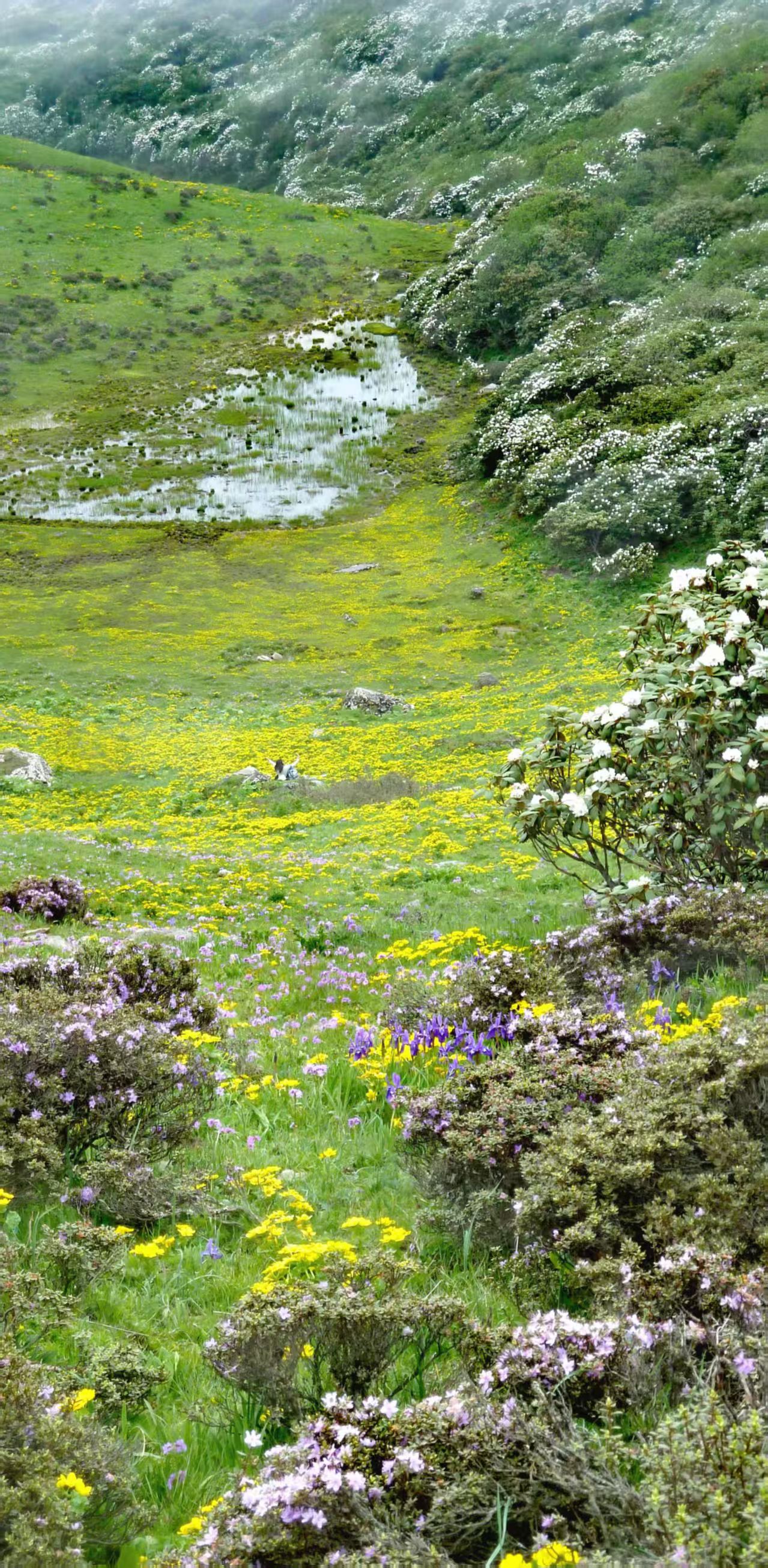 1750297055154238.jpg a86bf349b5120c904cb6270b66b087d.jpg