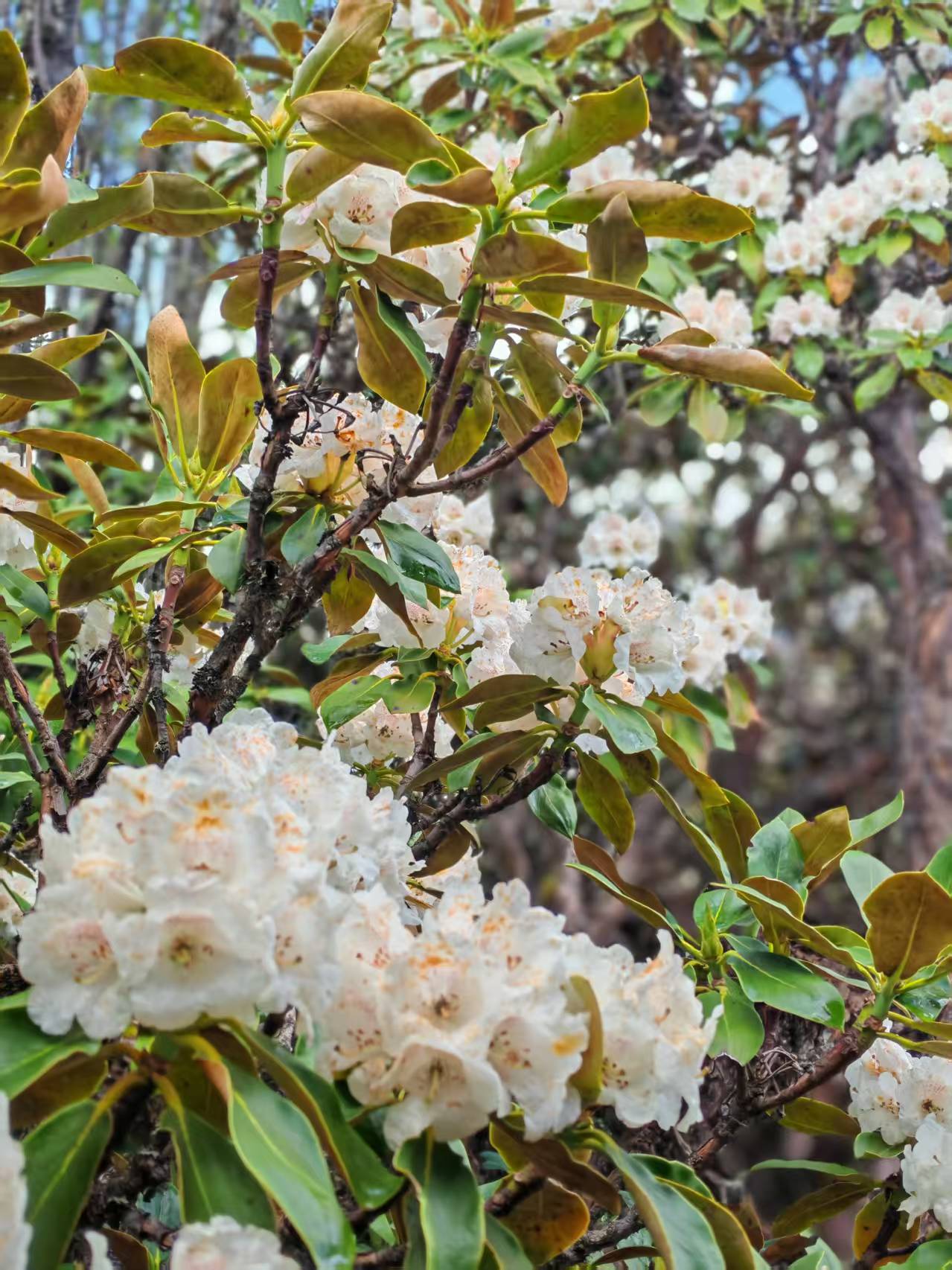 1750646930215702.jpg 34ada60a6232da68bfa51c74e933cda.jpg