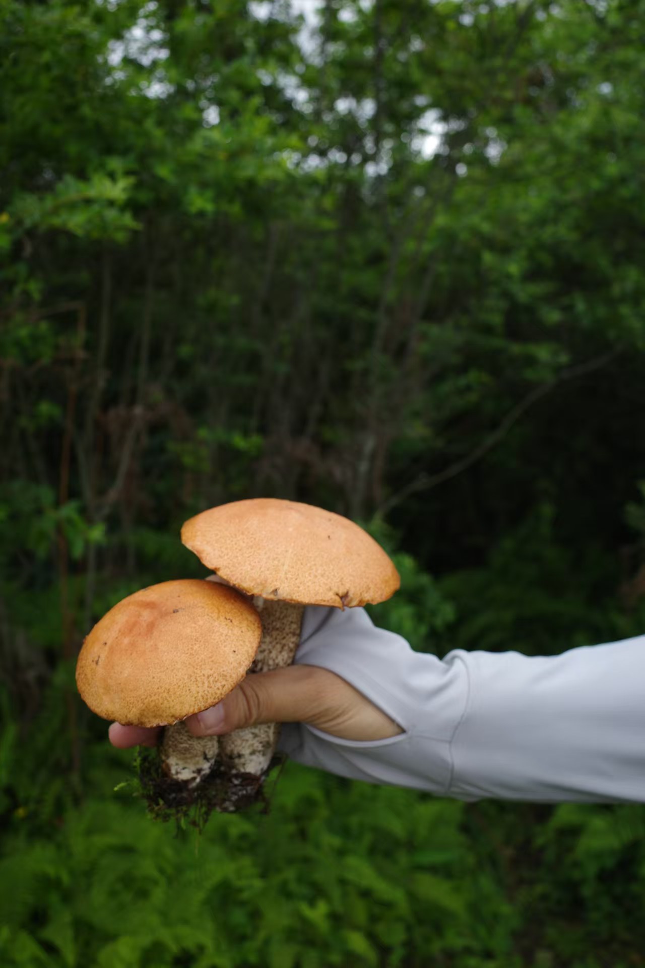 1750841144530159.jpg 38e09513f28b30eba3069f308a663c1.jpg