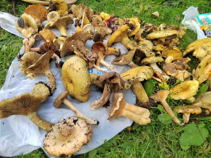 1751437380875247.jpeg 7e294c2f3b8a56934771cc488945972a.jpeg