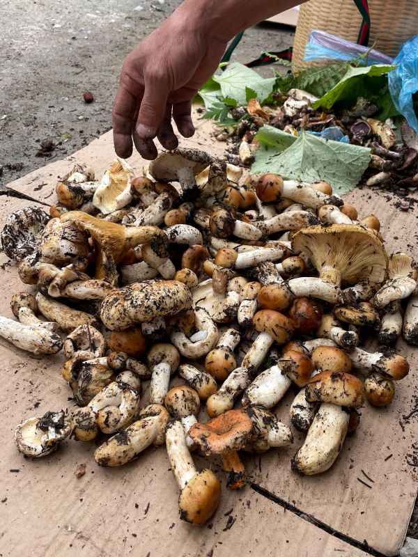 1751437387882646.jpeg 6d1b317541f26ae881f7e204bd8327d4.jpeg