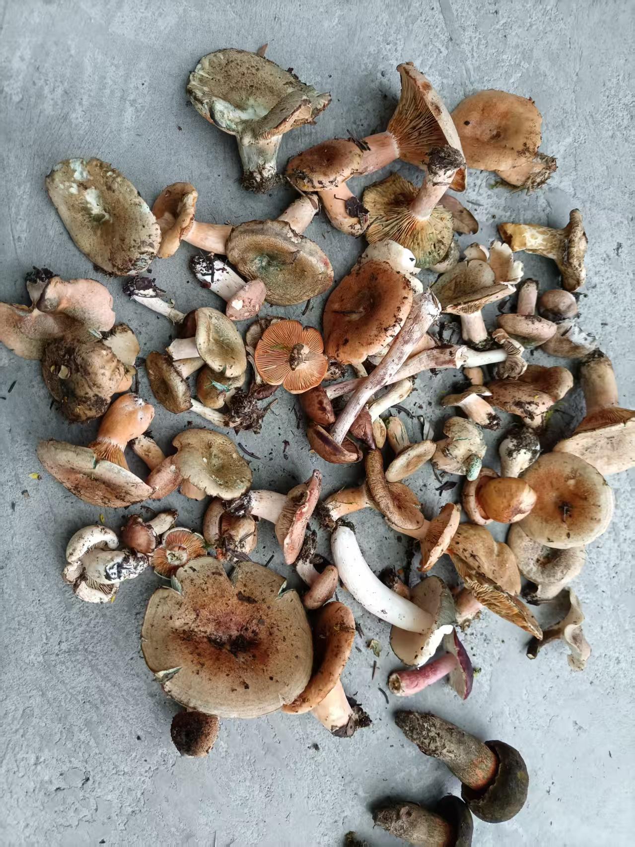 1752904009138848.jpg c831a641ddbcf7ee6a77b7ad59fb37c.jpg