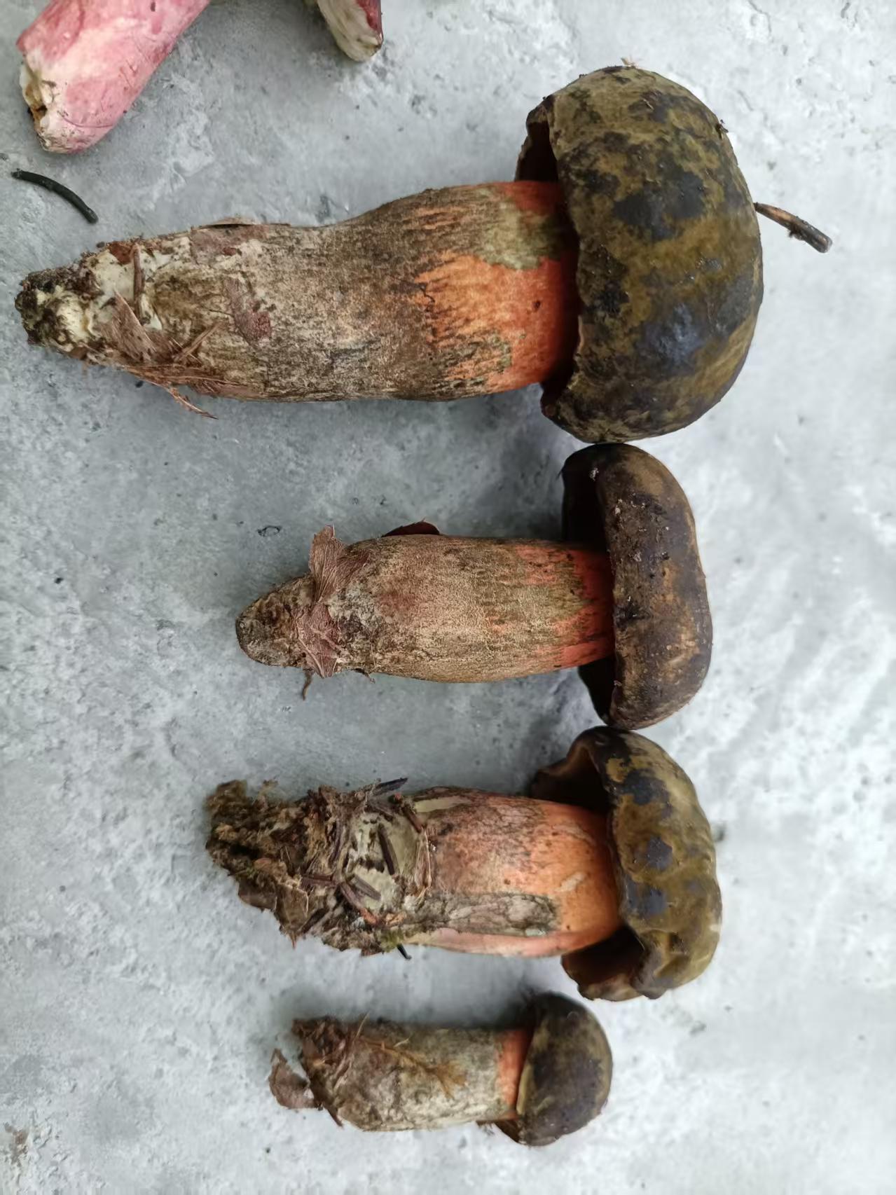 1752904019485995.jpg df4b21a8fd5d43c0d9b8563739c8515.jpg