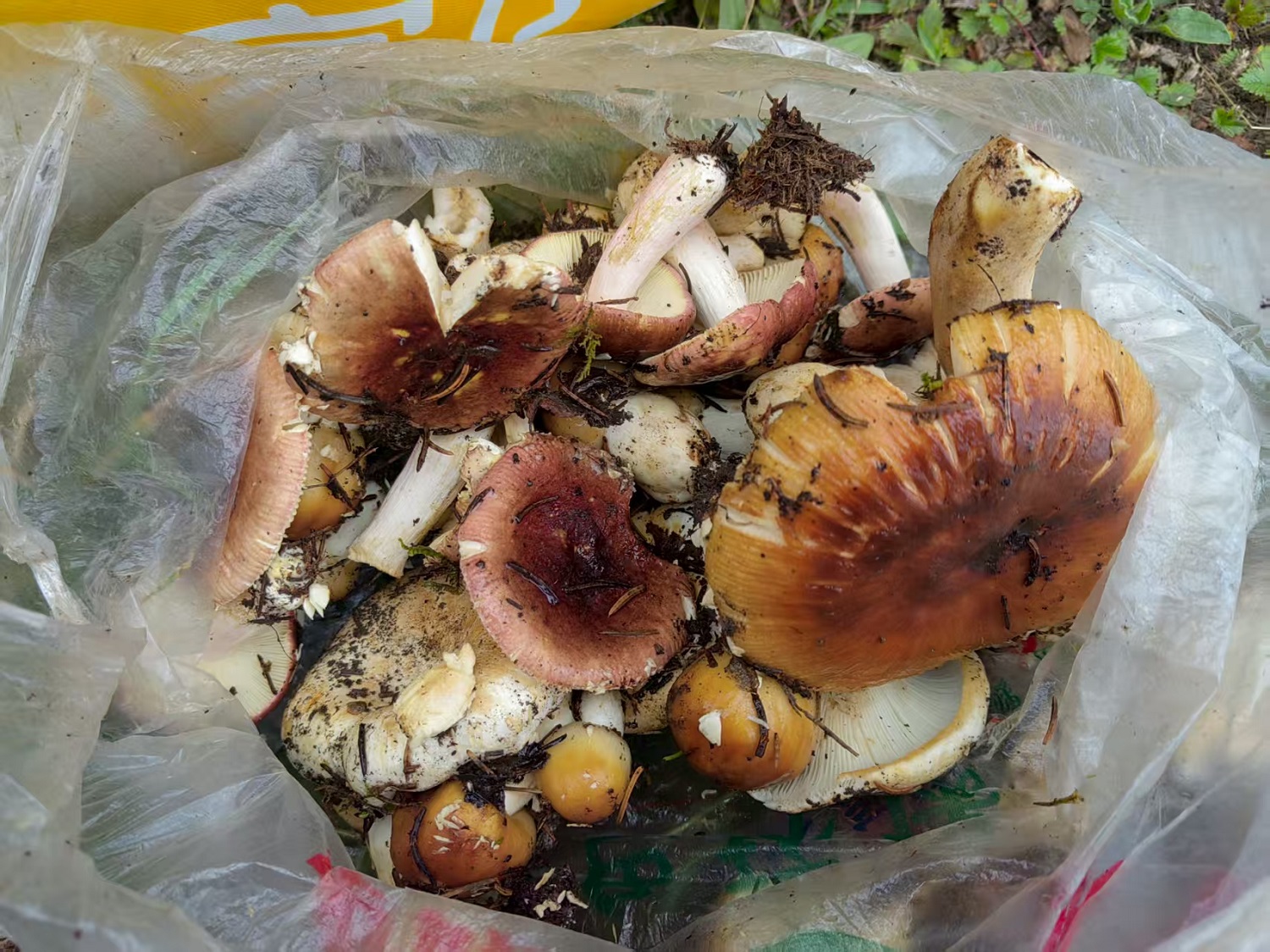 1753756962708772.jpg 70ff7072bc6febd5ca2a9fe2080a98a.jpg