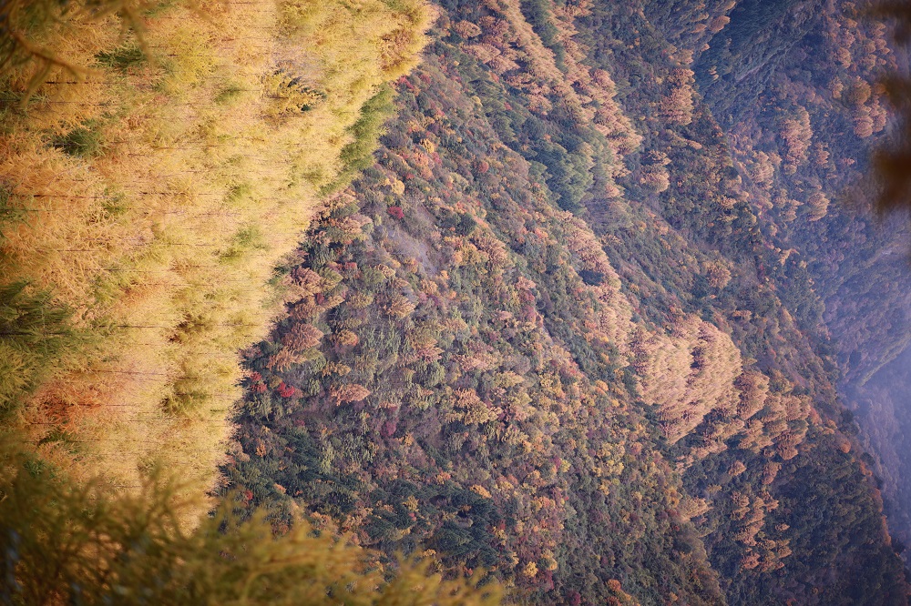 1762331169303022.jpg 50caed02287b33296f74ee10ea79a17.jpg