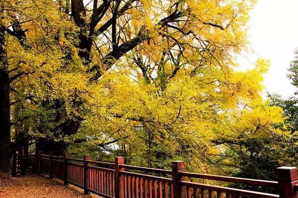 【赢奖牌|蒙顶山之秋】茶马古道寻梦客,谈笑风生山林间