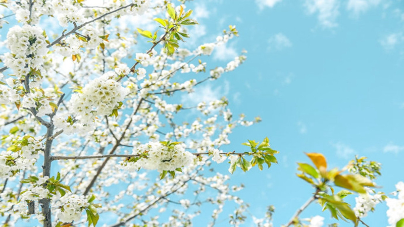 【车厘子花|萝卜寨】云端羌寨樱桃花雨,不负春光不负卿