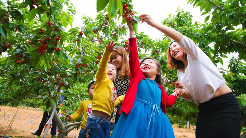 【采摘|简阳樱桃】漫步简阳樱桃沟,品新鲜美味樱桃,畅享徒步之旅