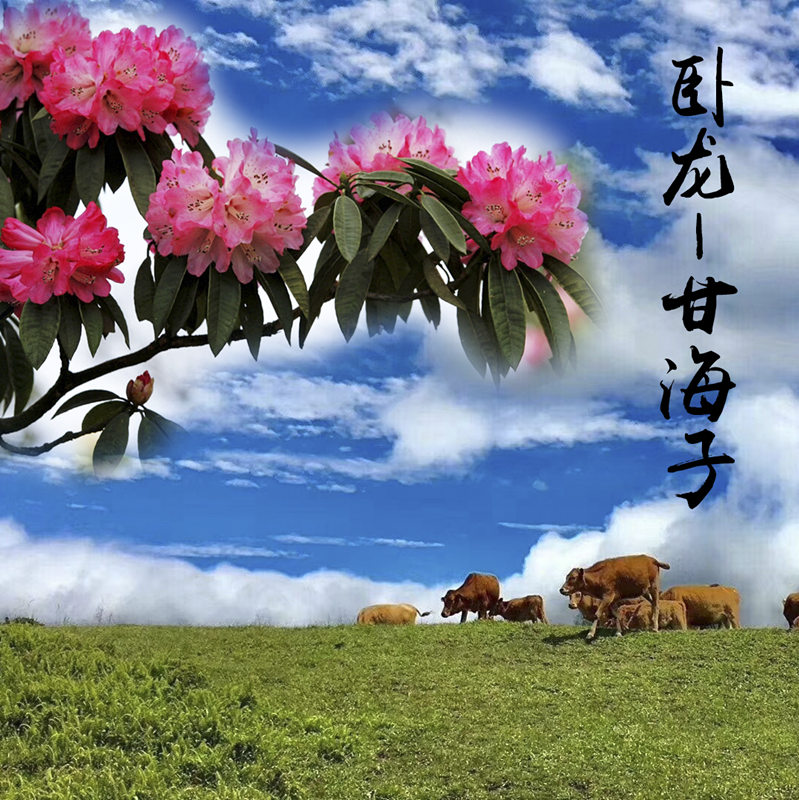【卧龙甘海子】放马远山外,行云苍海边—走进成都周边的高山杜鹃林