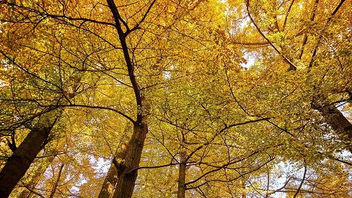 【银杏|葛仙山】银杏金黄正当时,“黄金”散落知秋来,满园金色摘蜜桔