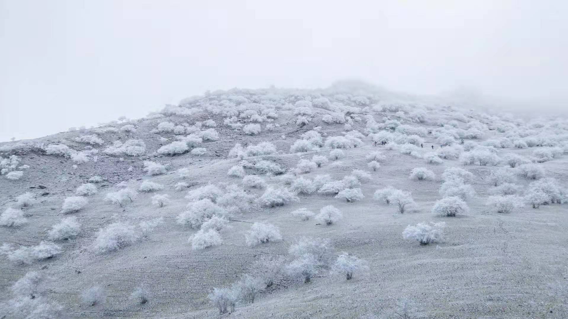 【雾凇|云中岭】冬日高山牧场,喧嚣着洁白的美丽