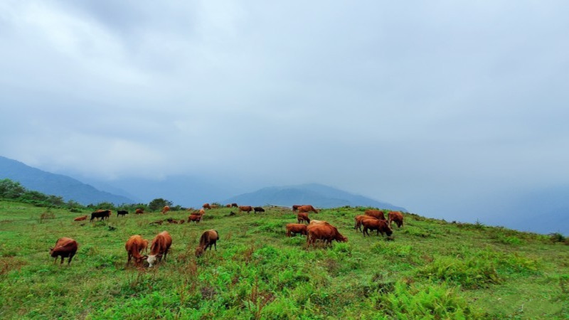 【卧龙|云中岭】走进云中牧场，看云卷云舒，牧悠然信步的牛羊
