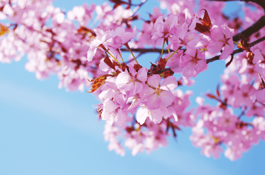 【平坝樱花】醉美贵州，惊艳世界，春风十里不及樱花满盛世！