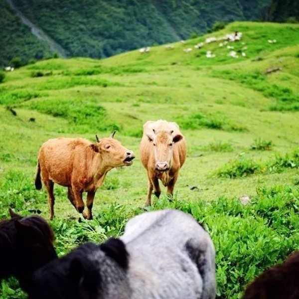 【卧龙|卓西牧场】徒步高山草甸，坐看牛羊成群云卷云舒