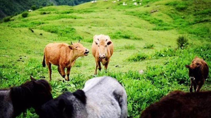 【卧龙|卓西牧场】徒步高山草甸，坐看牛羊成群云卷云舒