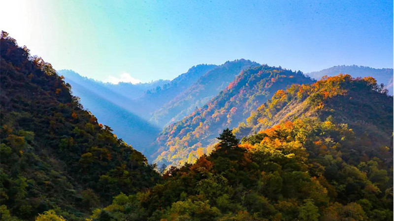 【彩林|云中岭】漫步秋季高山牧场，邂逅满山牛羊，赏川西彩林