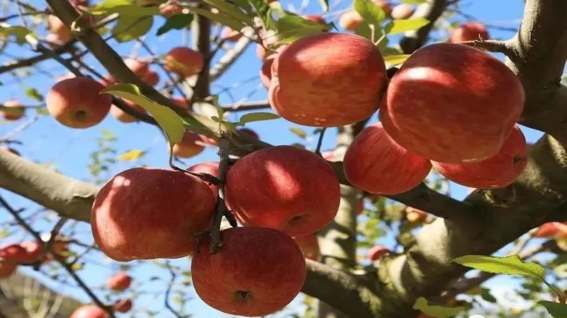 【秋收|九顶山苹果】漫步茂县高山草甸,采摘糖心苹果
