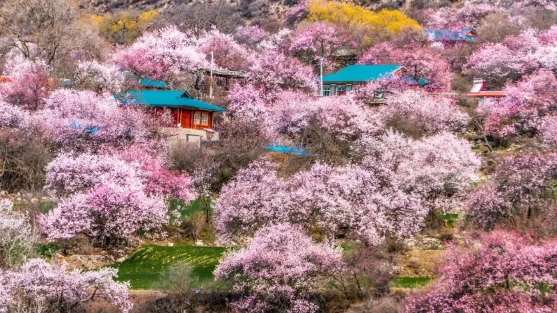 【西藏林芝8日】四月最美赏花地，满满“桃花运”！林芝桃花+拉萨+羊卓雍措+然乌湖……
