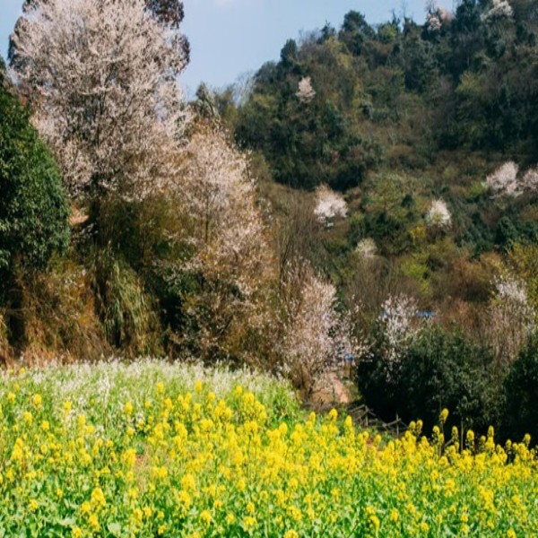 【B线|大佛寺穿官帽山】最美樱花穿越，蒲江官帽山，挖野菜