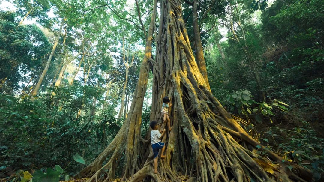 【西双版纳】探访美丽西双版纳，穿越北纬21度的热带雨林，感受“泰”式风情！