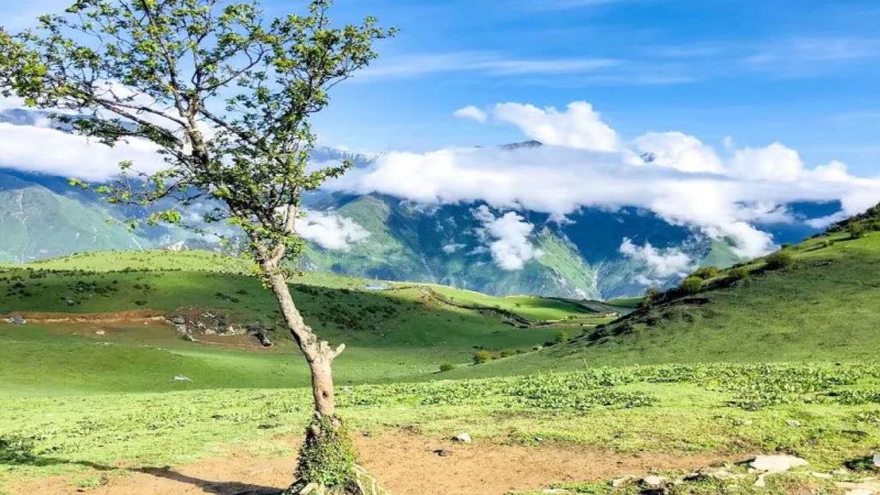 【川西|别立牧场】探寻被遗忘的高山牧场,杜鹃花开、时光静好浅念花开