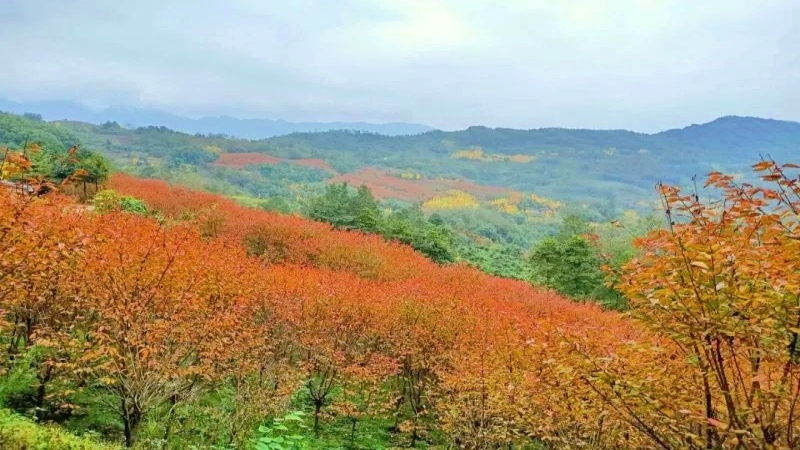 【秋色|云中屋】银杏黄樱树红,五彩斑斓云中屋赏秋正当时