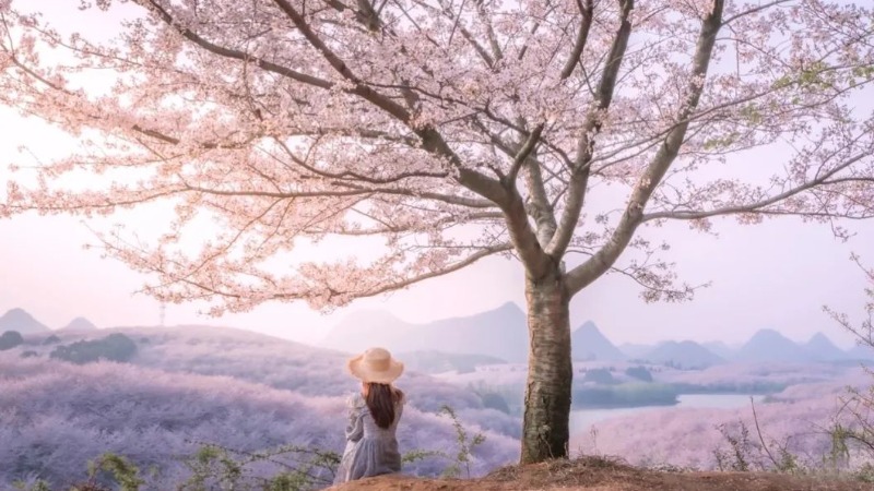 【旅拍|平坝樱花】春风十里不及樱花满世，比日本绝美，比武汉壮观，去看全球最大樱花海