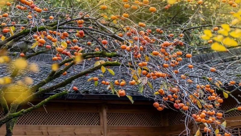 【窑湾柿子林】又是一年柿子红,柿柿如意笑秋风