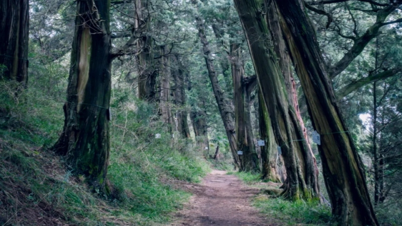 【古蜀道|古楼铺】步入千年历史古道,打卡“世界交通史上的活化石”
