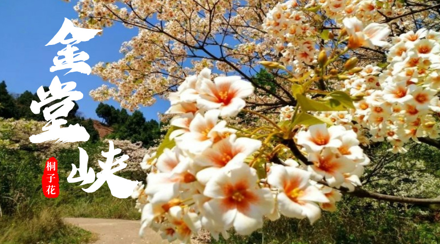 桐子花|金堂峡