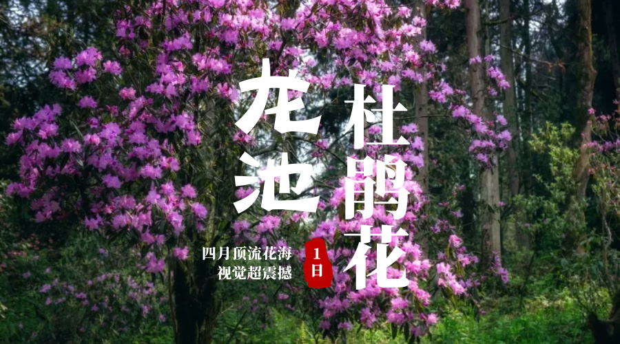 龙池杜鹃花
