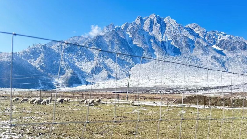 【秘境|冶勒湖】0徒步直达的小众观星地!雪山湖泊、草甸牛羊,一场心灵的治愈之旅