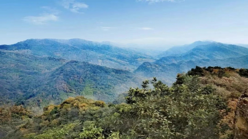 【老鹰岩山脊环线】彭州徒步野趣线路,森林竹林野果,土路古道怪石,云梯绳索攀爬!