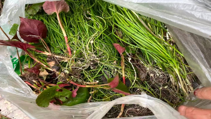 【挖野菜|白鹿顶】春日打野正当时!来自大自然的鲜嫩馈赠,错过等一年