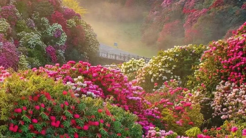 【百里杜鹃】毕节百里杜鹃|织金洞,旅拍摄影,留下花海中的记忆