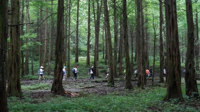【鹿儿韭|琉璃坝】徒步秘境森林寻山珍!挖野菜拾野趣,尽享山野馈赠
