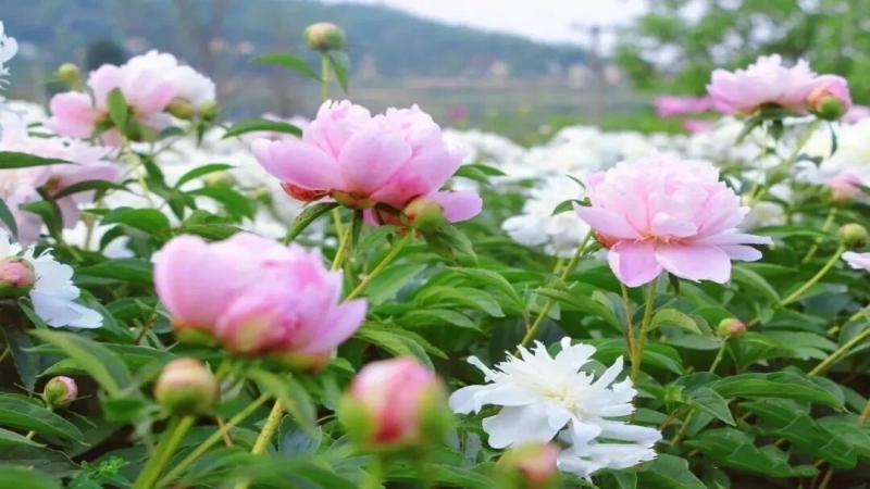 【四月花神|棚花村芍药花】棚花村700亩芍药花海正值开放,打卡千年德孝传承古镇