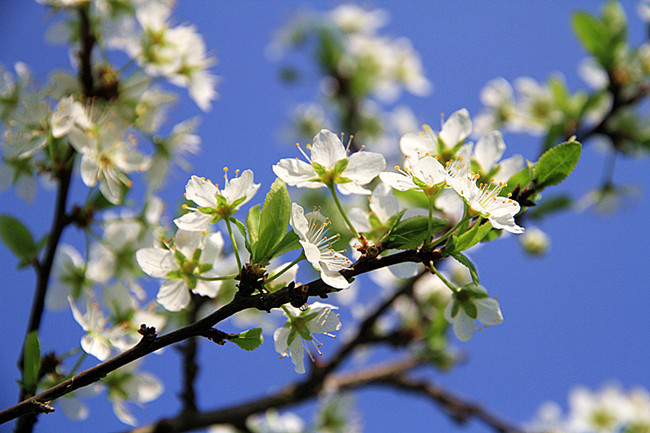 【相约李花乡】淡白李花,盈落了谁的情怀(可a餐)