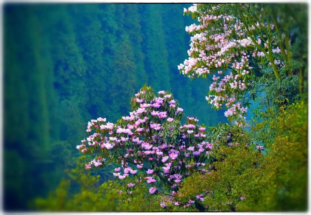 【瓦屋山2日遊】賞杜鵑,觀雲海,覓佛光,走進南國的杜鵑花海