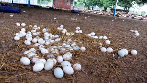 【川南】捡鸭蛋?摘水果?囤年货?这条线路不容错过