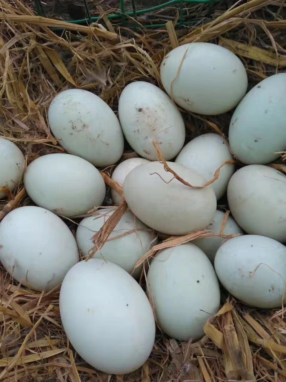 【川南】捡鸭蛋?摘水果?囤年货?这条线路不容错过