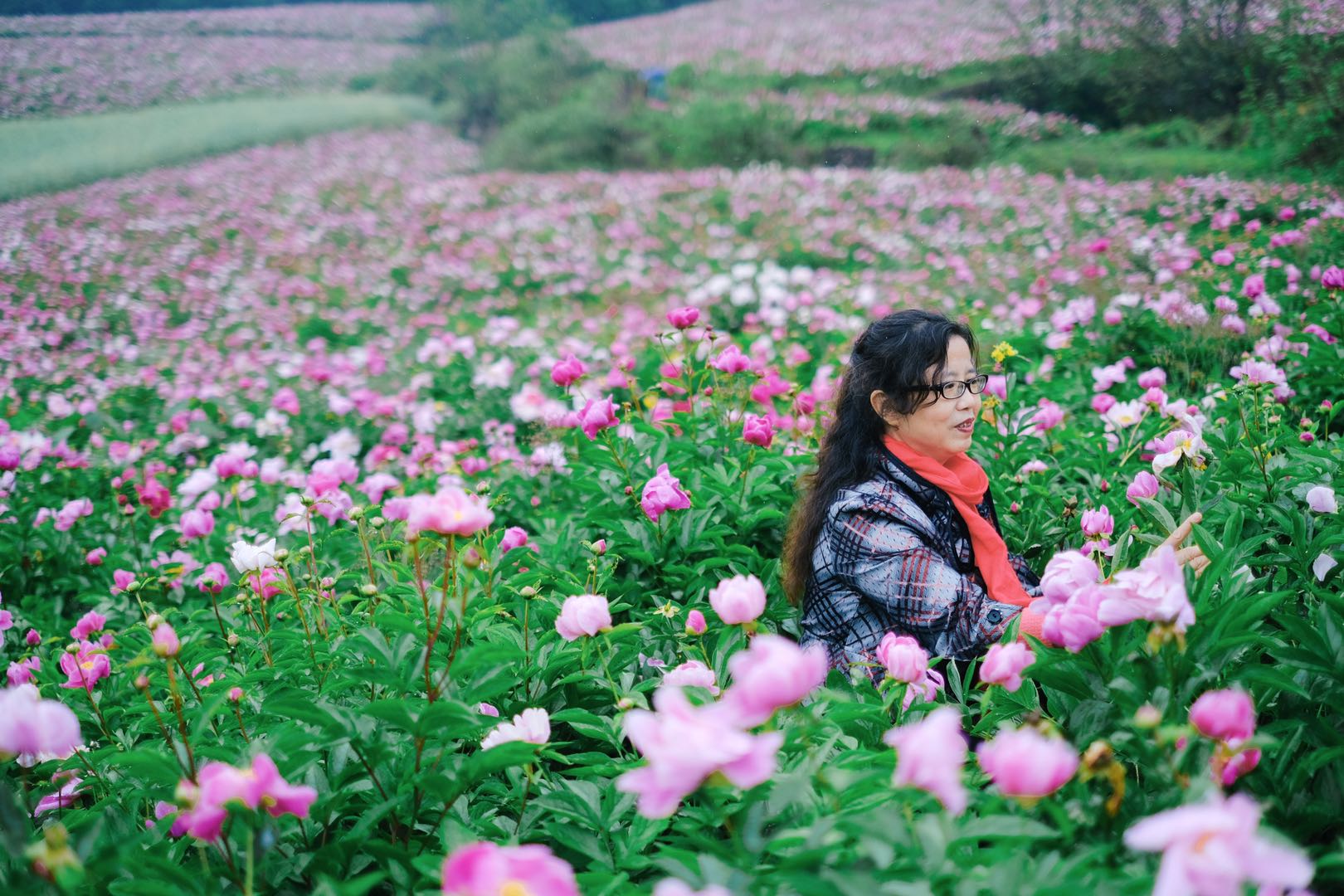 中江玉兴镇芍药花地址图片