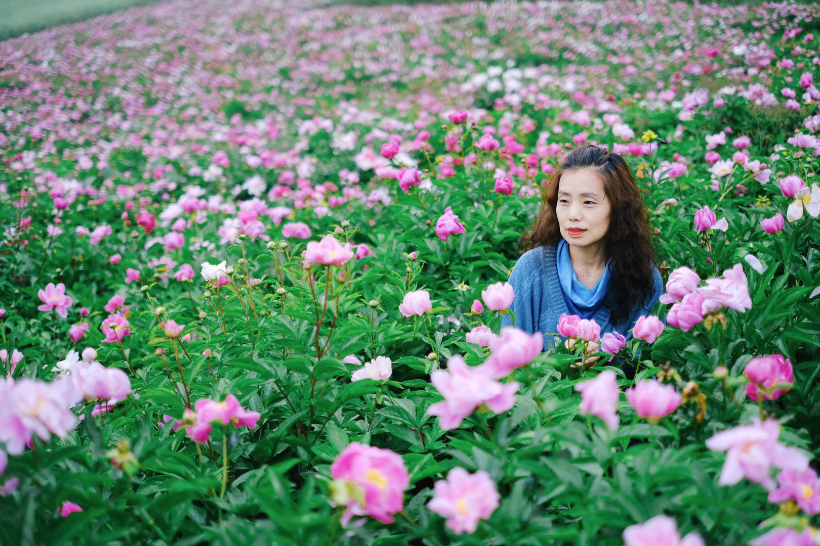 中江玉兴镇芍药花地址图片