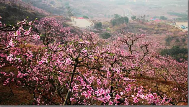 广汉松林桃花景区图片