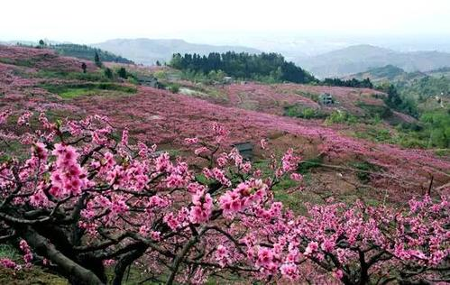 广汉松林桃花景区图片